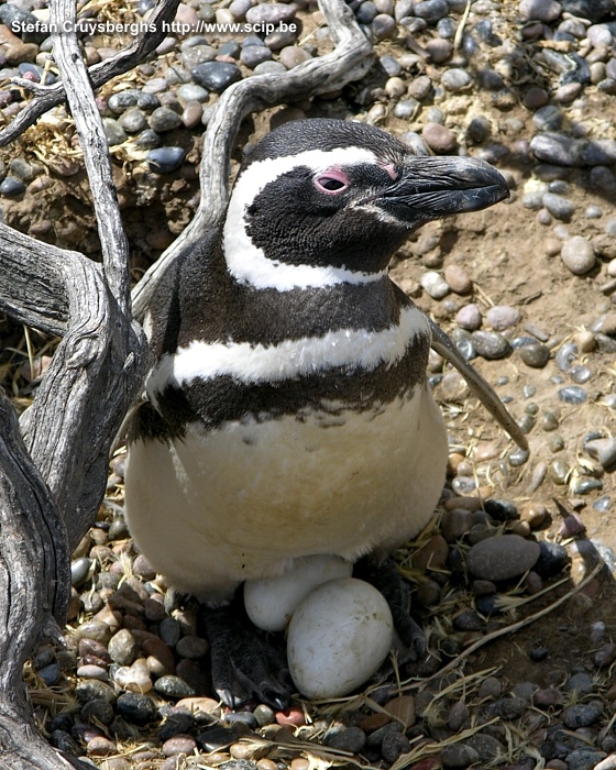 Punta Tombo - Pinguins  Stefan Cruysberghs